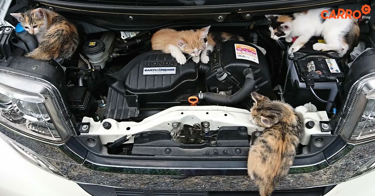 Protect-Your-Car-From-Rats-And-Mice