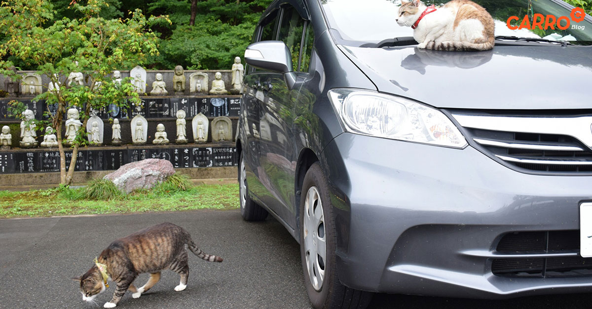 5-Ways-To-Keep-Cat-With-Your-Car