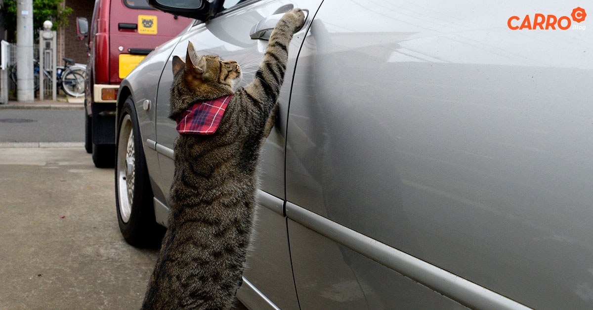 5-Ways-To-Keep-Cat-With-Your-Car