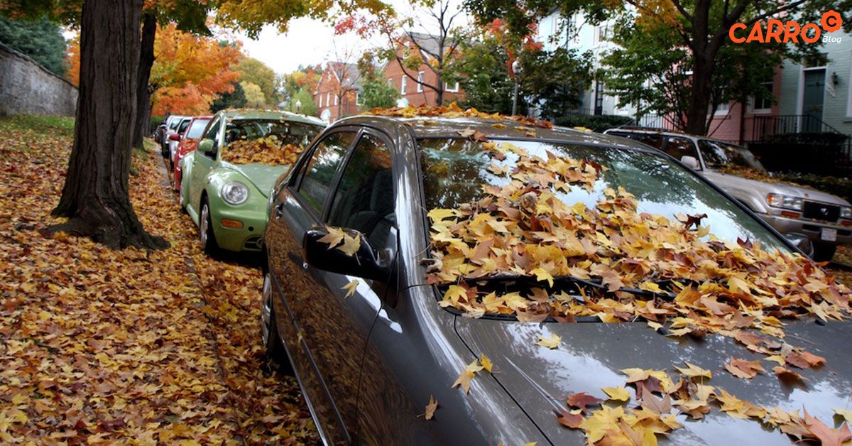 5-Bad-Reasons-Parking-Car-Under-The-Trees