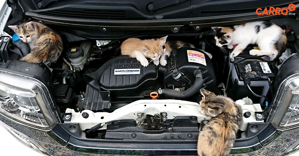 3-Good-Things-About-Open-Car-Hood
